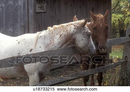 horses, barn, farm, Danby, VT, Vermont, Two horses resting along a split rail fence on a farm in autumn in Danby. View Large Photo Image Stock Photography - horses, barn, farm, Danby, VT, Vermont, Two horses resting along a split rail fence on a farm in autumn in Danby.. Fotosearch