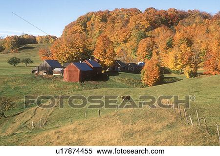 Stock Photography -  Jenne farm, red barn, maple trees, fall, Reading, VT, Vermont, Scenic view of Jenne Farm surrounded by colorful maple trees in Reading in autumn.. Fotosearch