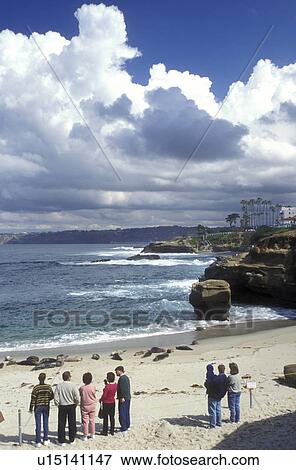La Jolla, California, CA, People watching seals sleeping on the beach at the Children's Pool in La Jolla on the Pacific Ocean. View Large Photo Image Stock Photo - La Jolla, California, CA, People watching seals sleeping on the beach at the Children's Pool in La Jolla on the Pacific Ocean.. Fotosearch
