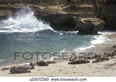 Stock Image -  La Jolla, California, CA, Seals basking in the sun on the beach at the Children's Pool in La Jolla on the Pacific Ocean along the rocky coastline.. Fotosearch