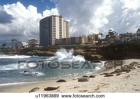 Stock Photo -  La Jolla, California, CA, Seals sleeping on the beach at the Children's Pool in La Jolla on the Pacific Ocean.. Fotosearch