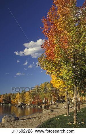 Stock Photo -  lakeshore, beach, fall, maple trees, Groton State Forest, VT, Vermont, Colorful fall foliage along Boulder Beach on Lake Groton in Groton State Forest in the autumn.. Fotosearch