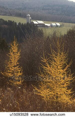 Stock Photo -  larch tree, tamarack, farm, Scenic view of larch trees and Lakewood Farm in the distance in late autumn in Cabot in Washington County in the state of Vermont.. Fotosearch