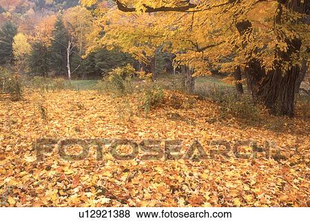 Stock Photo -  leaves, fall, Tinmouth, VT, Vermont, Colorful fallen leaves carpet the ground under a maple tree in autumn in Tinmouth.. Fotosearch