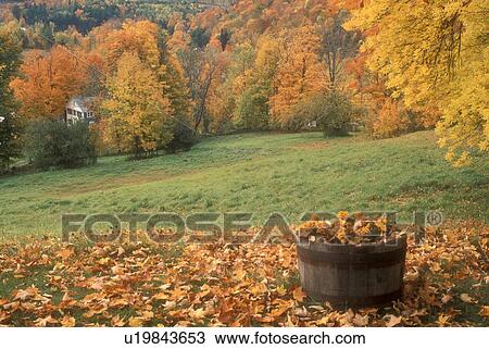 leaves, South Woodstock, VT, Vermont, Colorful fallen maple leaves in a bucket of fall flowers in South Woodstock in autumn. View Large Photo Image Stock Image - leaves, South Woodstock, VT, Vermont, Colorful fallen maple leaves in a bucket of fall flowers in South Woodstock in autumn.. Fotosearch