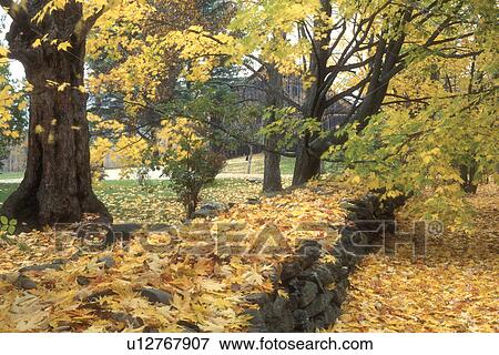 leaves, stonewall, fall, Middletown Springs, VT, Vermont, Colorful fallen leaves carpet the a stone wall and the ground under a group of maple trees in autumn in Middletown Springs. View Large Photo Image Stock Photo - leaves, stonewall, fall, Middletown Springs, VT, Vermont, Colorful fallen leaves carpet the a stone wall and the ground under a group of maple trees in autumn in Middletown Springs.. Fotosearch