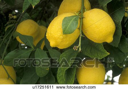 lemons, citrus, lemon tree, close-up, Phoenix, AZ, Arizona, Yellow lemons hanging onto a lemon tree in Phoenix. View Large Photo Image Stock Image - lemons, citrus, lemon tree, close-up, Phoenix, AZ, Arizona, Yellow lemons hanging onto a lemon tree in Phoenix.. Fotosearch