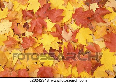 maple leaves, Close-up of colorful red, orange, yellow, fall leaves. View Large Photo Image Stock Image - maple leaves, Close-up of colorful red, orange, yellow, fall leaves.. Fotosearch