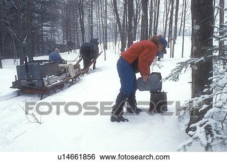 Stock Photograph -  maple syrup, gathering sap, horse and sleigh, winter, Cabot, VT, Vermont, Woman pours sap into bucket at Carpenter Farm at sugaring time in early spring in Cabot. . Fotosearch
