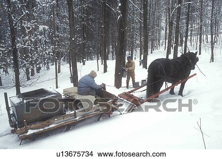 Picture -  maple syrup, gathering sap, winter, Cabot, VT, Vermont, People gathering sap on Carpenter Farm using horse and sleigh at sugaring time in early spring in Cabot. . Fotosearch