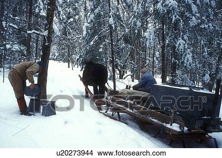 Picture -  maple syrup, gathering sap, winter, Cabot, VT, Vermont, People gathering sap on Carpenter Farm using horse and sleigh at sugaring time in early spring in Cabot. . Fotosearch