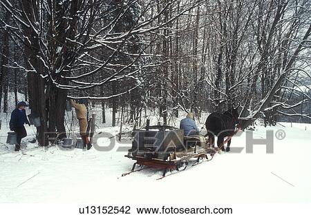 Stock Image -  maple syrup, gathering sap, winter, Cabot, VT, Vermont, People gathering sap on Carpenter Farm using horse and sleigh at sugaring time in early spring in Cabot. . Fotosearch