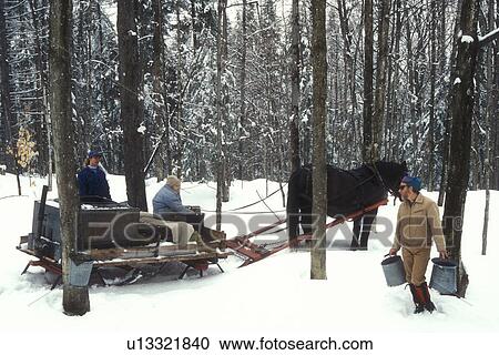 maple syrup, gathering sap, winter, Cabot, VT, Vermont, People gathering sap on Carpenter Farm using horse and sleigh at sugaring time in early spring in Cabot. View Large Photo Image Stock Image - maple syrup, gathering sap, winter, Cabot, VT, Vermont, People gathering sap on Carpenter Farm using horse and sleigh at sugaring time in early spring in Cabot. . Fotosearch