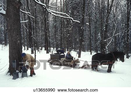 Stock Image -  maple syrup, gathering sap, winter, Cabot, VT, Vermont, People gathering sap on Carpenter Farm using horse and sleigh at sugaring time in early spring in Cabot. . Fotosearch