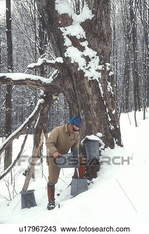 Stock Image -  maple syrup, gathering sap, winter, Cabot, VT, Vermont, Man pouring sap in bucket on Carpenter Farm at sugaring time in early spring in Cabot. . Fotosearch