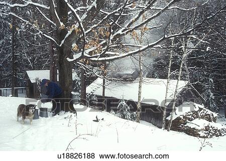 Stock Photo -  maple syrup, gathering sap, winter, Cabot, VT, Vermont, People gathering sap on Carpenter Farm using horse and sleigh at sugaring time in early spring in Cabot. . Fotosearch