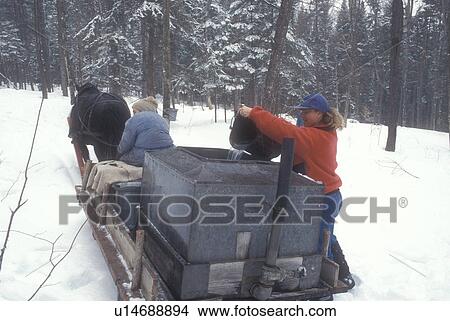 maple syrup, sleigh, winter, Cabot, VT, Vermont, People gathering sap at Carpenter Farm using horse and sleigh at sugaring time in early spring in Cabot. Pouring sap from buckets into storage tanks. View Large Photo Image Picture - maple syrup, sleigh, winter, Cabot, VT, Vermont, People gathering sap at Carpenter Farm using horse and sleigh at sugaring time in early spring in Cabot. Pouring sap from buckets into storage tanks.. Fotosearch