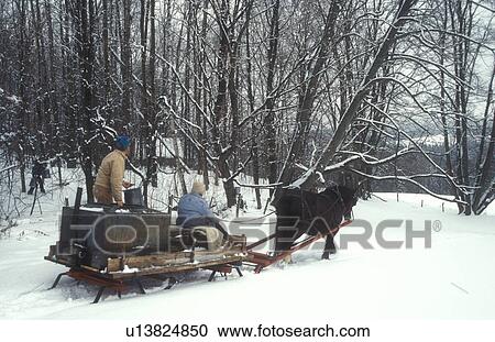 Stock Image -  maple syrup, sleigh, winter, Cabot, VT, Vermont, People ride on sleigh pulled by a horse at Carpenter Farm to gather sap from maple trees at sugaring time in early spring in Cabot.. Fotosearch