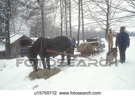 maple syrup, sleigh, winter, Cabot, VT, Vermont, Taking a break from gathering sap at Carpenter Farm at sugaring time in early spring in Cabot. Horse pulling sleigh rests while eating hay. View Large Photo Image Stock Image - maple syrup, sleigh, winter, Cabot, VT, Vermont, Taking a break from gathering sap at Carpenter Farm at sugaring time in early spring in Cabot. Horse pulling sleigh rests while eating hay.. Fotosearch