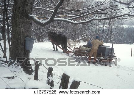 Stock Photo -  maple syrup, sleigh, winter, Cabot, VT, Vermont, People gathering sap at Carpenter Farm using horse and sleigh at sugaring time in early spring in Cabot. Pouring sap from buckets into storage tanks.. Fotosearch