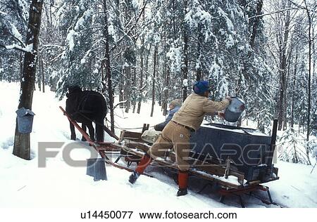Stock Photo -  maple syrup, sleigh, winter, Cabot, VT, Vermont, People gathering sap at Carpenter Farm using horse and sleigh at sugaring time in early spring in Cabot. Pouring sap from buckets into storage tanks.. Fotosearch