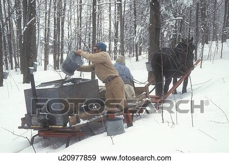 maple syrup, sleigh, winter, Cabot, VT, Vermont, People gathering sap at Carpenter Farm using horse and sleigh at sugaring time in early spring in Cabot. Pouring sap from buckets into storage tanks. View Large Photo Image Stock Photo - maple syrup, sleigh, winter, Cabot, VT, Vermont, People gathering sap at Carpenter Farm using horse and sleigh at sugaring time in early spring in Cabot. Pouring sap from buckets into storage tanks.. Fotosearch