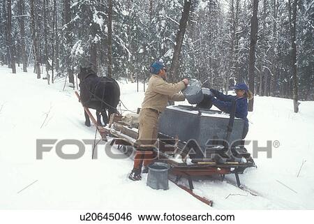 maple syrup, sleigh, winter, Cabot, VT, Vermont, People gathering sap at Carpenter Farm using horse and sleigh at sugaring time in early spring in Cabot. Pouring sap from buckets into storage tanks. View Large Photo Image Stock Photograph - maple syrup, sleigh, winter, Cabot, VT, Vermont, People gathering sap at Carpenter Farm using horse and sleigh at sugaring time in early spring in Cabot. Pouring sap from buckets into storage tanks.. Fotosearch
