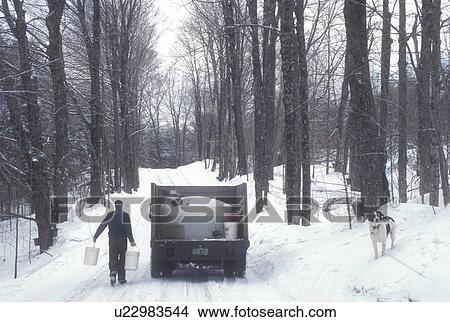 Picture -  maple syrup, winter, Cabot, VT, Vermont, Farmer gathers sap from buckets hanging on maple trees along a country road at sugaring time in early spring in Cabot.. Fotosearch