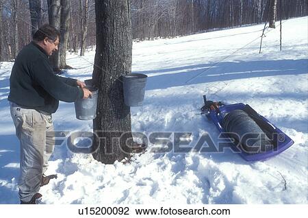 maple syrup, winter, VT, Westford, Vermont, Man hangs buckets on maple trees for collecting sap at sugaring time in early spring. View Large Photo Image Stock Image - maple syrup, winter, VT, Westford, Vermont, Man hangs buckets on maple trees for collecting sap at sugaring time in early spring.. Fotosearch