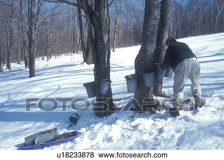 Stock Photo -  maple syrup, winter, VT, Westford, Vermont, Man hangs buckets on maple trees for collecting sap at sugaring time in early spring.. Fotosearch