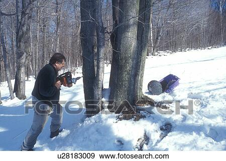 Stock Photo -  maple syrup, winter, VT, Westford, Vermont, Man drills (tapping) maple trees for collecting sap at sugaring time in early spring.. Fotosearch