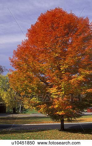Stock Image -  maple tree, autumn, Mt. Hermon, Massachusetts, MA, Colorful maple tree on the grounds of Mt. Hermon School in Mount Hermon in the fall.. Fotosearch