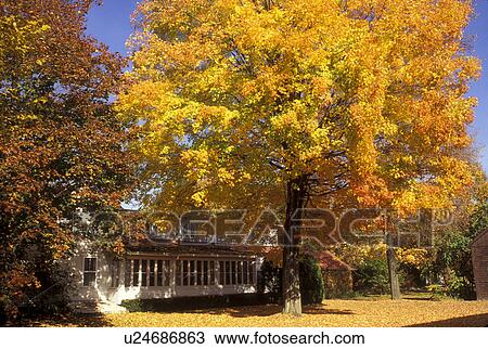 Stock Image -  maple tree, fall, Deerfield, MA, Massachusetts, The Berkshires, Colorful maple trees surround a house in Historic Deerfield in the autumn.. Fotosearch