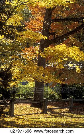 Stock Photograph -  maple tree, fall, Deerfield, Massachusetts, MA, The Berkshires, Colorful maple trees along a split rail fence in Historic Deerfield in the autumn.. Fotosearch
