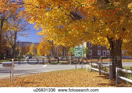 maple tree, fall, Hancock, NH, New Hampshire, Colorful maple trees along a road in the town of Hancock in the autumn. View Large Photo Image Stock Photograph - maple tree, fall, Hancock, NH, New Hampshire, Colorful maple trees along a road in the town of Hancock in the autumn.. Fotosearch