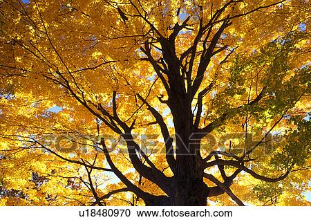 Stock Image -  maple tree, fall, South Hadley, Massachusetts, MA, Looking up into the colorful leaves of a maple tree on the campus of Mount Holyoke College on a sunny autumn day in South Hadley.. Fotosearch
