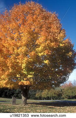 Stock Image -  maple tree, fall, Townshend, VT, Vermont, Colorful maple tree in the small town of Townshend in autumn.. Fotosearch