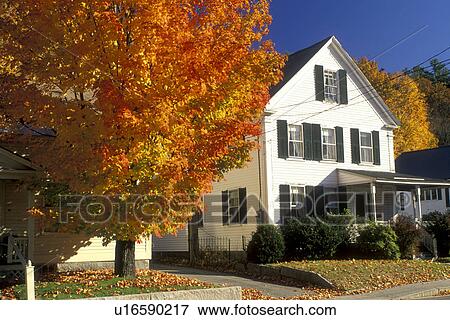maple tree, neighborhood, Peterborough, NH, New Hampshire, A colorful maple tree stands outside houses in Historic Peterborough in the town of Peterborough in the autumn. View Large Photo Image Stock Photo - maple tree, neighborhood, Peterborough, NH, New Hampshire, A colorful maple tree stands outside houses in Historic Peterborough in the town of Peterborough in the autumn.. Fotosearch