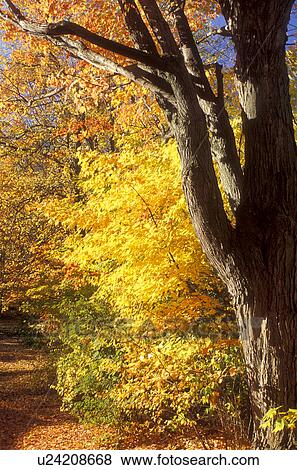 maple tree, Peterborough, NH, New Hampshire, A colorful maple tree in the town of Peterborough in the autumn. View Large Photo Image Stock Photo - maple tree, Peterborough, NH, New Hampshire, A colorful maple tree in the town of Peterborough in the autumn.. Fotosearch