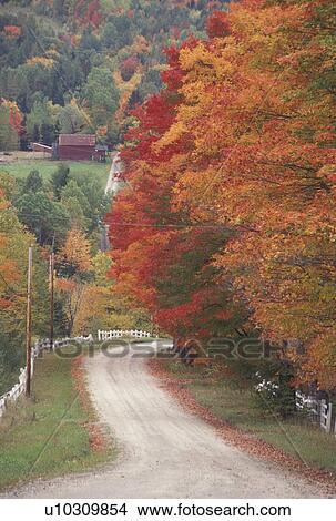 Picture -  maple trees, country road, foliage, fall, Sutton, VT, Vermont, Colorful fall foliage along a white fence on a country road on King George Farm in the autumn. . Fotosearch