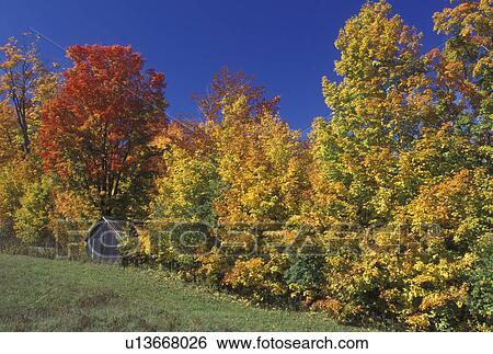 maple trees, fall, Barnet, VT, Vermont, Scenic view of a small wooden barn surrounded by colorful foliage in the autumn. View Large Photo Image Stock Photograph - maple trees, fall, Barnet, VT, Vermont, Scenic view of a small wooden barn surrounded by colorful foliage in the autumn.. Fotosearch