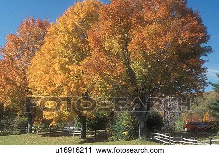 vermont maple tree types