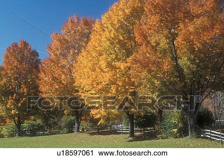 Stock Image -  maple trees, fall, Pomfret, VT, Vermont, Colorful maple trees along a split rail fence in autumn.. Fotosearch
