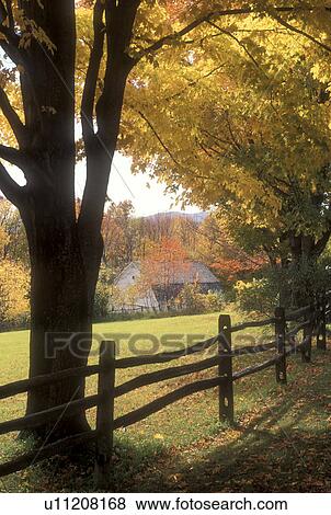 maple trees, fall, Pomfret, VT, Vermont, Colorful maple trees along a split rail fence in autumn. View Large Photo Image Stock Photo - maple trees, fall, Pomfret, VT, Vermont, Colorful maple trees along a split rail fence in autumn.. Fotosearch