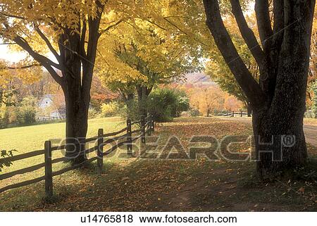Stock Photo -  maple trees, fall, Pomfret, VT, Vermont, Colorful maple trees along a split rail fence in autumn.. Fotosearch