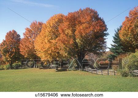 maple trees, fall, Pomfret, VT, Vermont, Colorful maple trees along a split rail fence in autumn. View Large Photo Image Stock Photograph - maple trees, fall, Pomfret, VT, Vermont, Colorful maple trees along a split rail fence in autumn.. Fotosearch