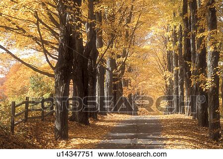 Stock Image -  maple trees, fall, Royalton, VT, Vermont, Colorful maple trees along the road at the Joseph Smith Memorial, birthplace of the Mormon Prophet, The Church of Jesus Christ of the Latter Day Saints in the autumn.. Fotosearch