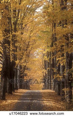 Stock Image -  maple trees, fall, Royalton, VT, Vermont, Colorful maple trees along the road at the Joseph Smith Memorial, birthplace of the Mormon Prophet, The Church of Jesus Christ of the Latter Day Saints in the autumn.. Fotosearch