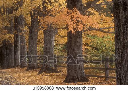 Stock Photo -  maple trees, fall, Royalton, VT, Vermont, Colorful maple trees along the road at the Joseph Smith Memorial, birthplace of the Mormon Prophet, The Church of Jesus Christ of the Latter Day Saints in the autumn.. Fotosearch
