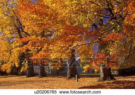 maple trees, fall, Sunderland, MA, Massachusetts, The Connecticut River Valley, Colorful alley of maple trees in the town of Sunderland in the autumn. View Large Photo Image Stock Photography - maple trees, fall, Sunderland, MA, Massachusetts, The Connecticut River Valley, Colorful alley of maple trees in the town of Sunderland in the autumn.. Fotosearch